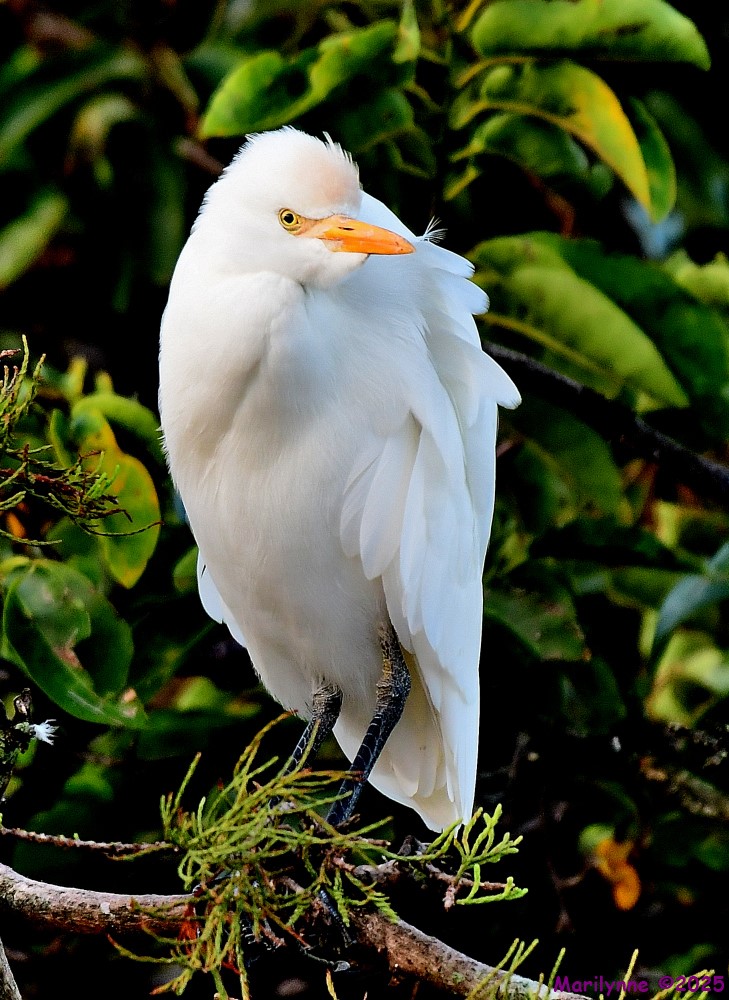 DSC_7292_001.JPG