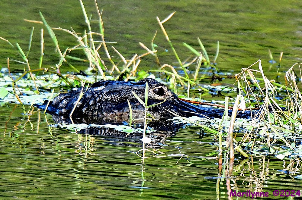 DSC_7293_001.JPG