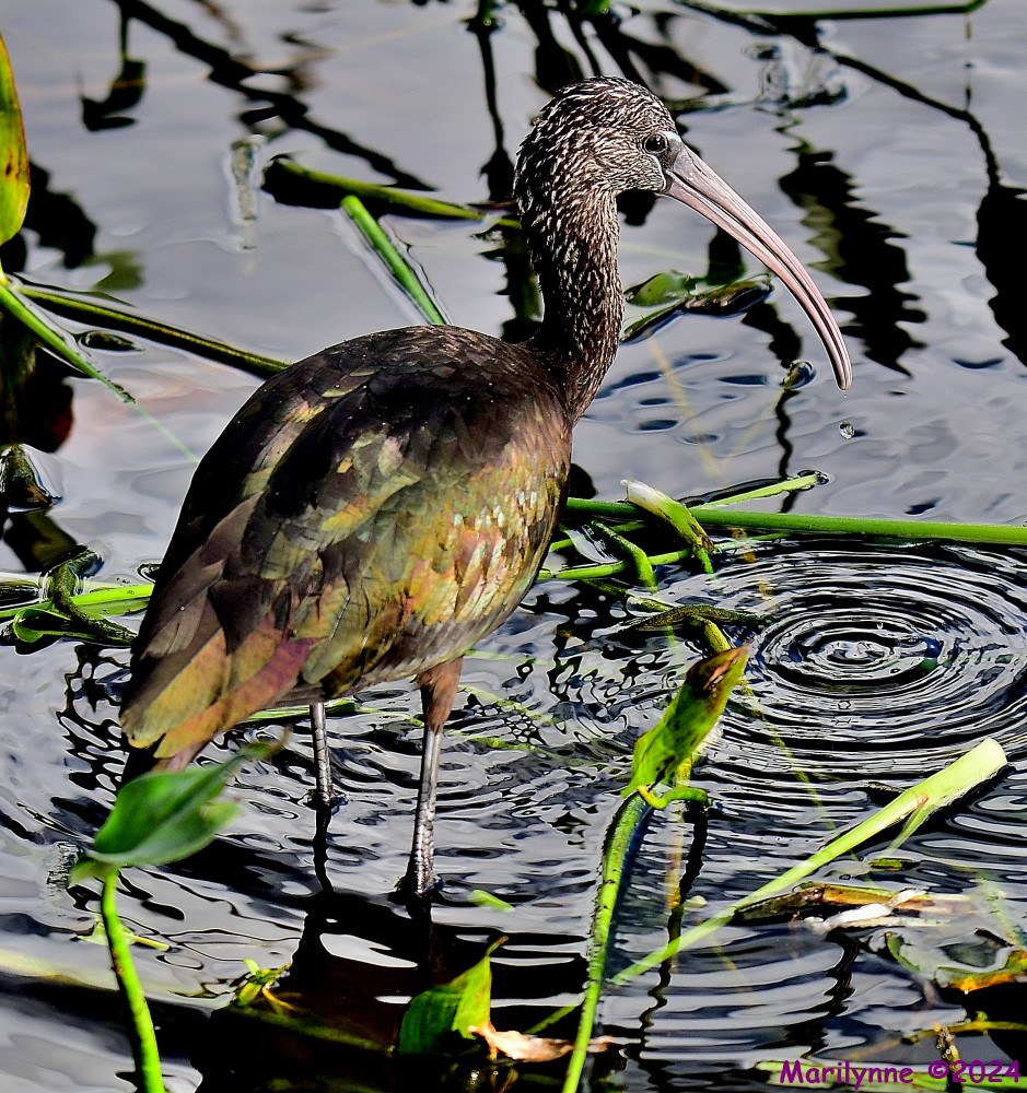 DSC_7293_001.JPG