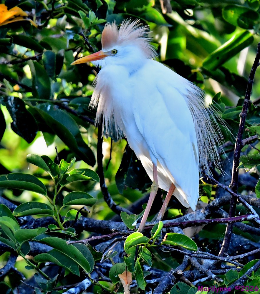 DSC_7293_001.JPG
