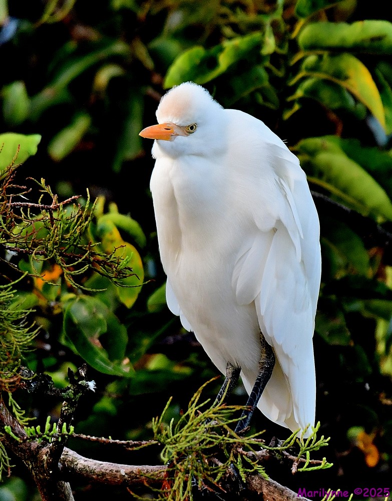 DSC_7295_001.JPG