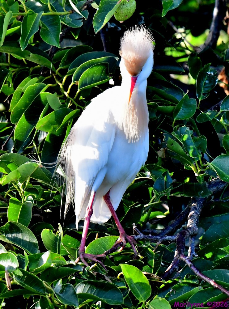 DSC_7295_001.JPG