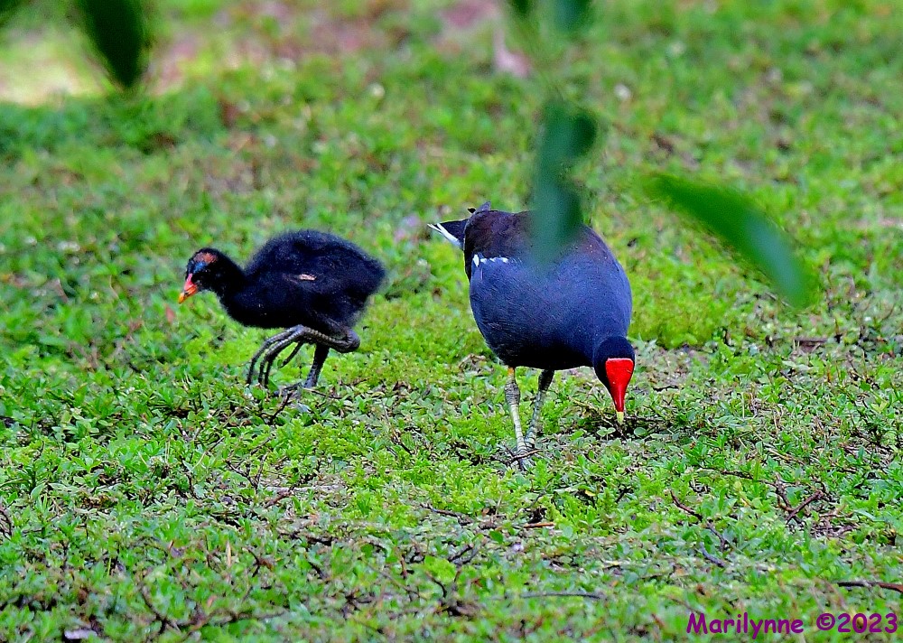 DSC_7299_001.JPG