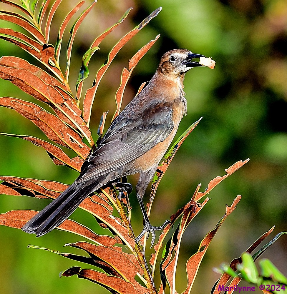 DSC_7300_001.JPG