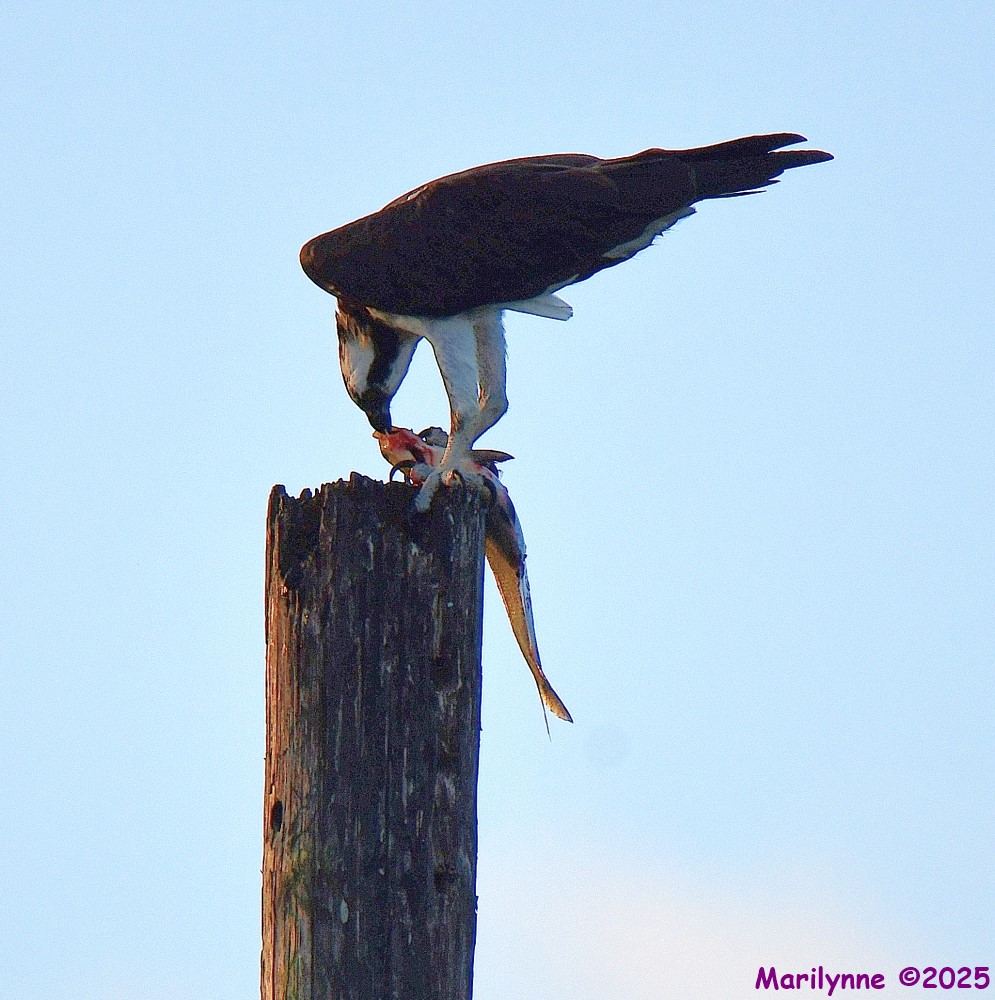 DSC_7301_001.JPG