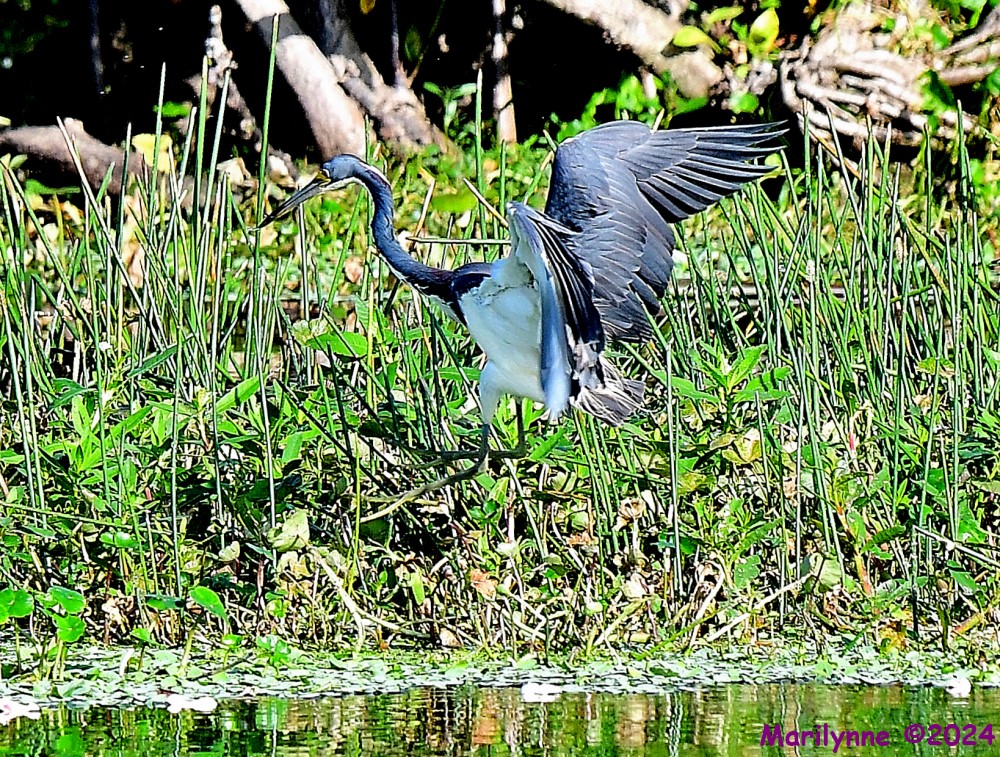 DSC_7308_001.JPG