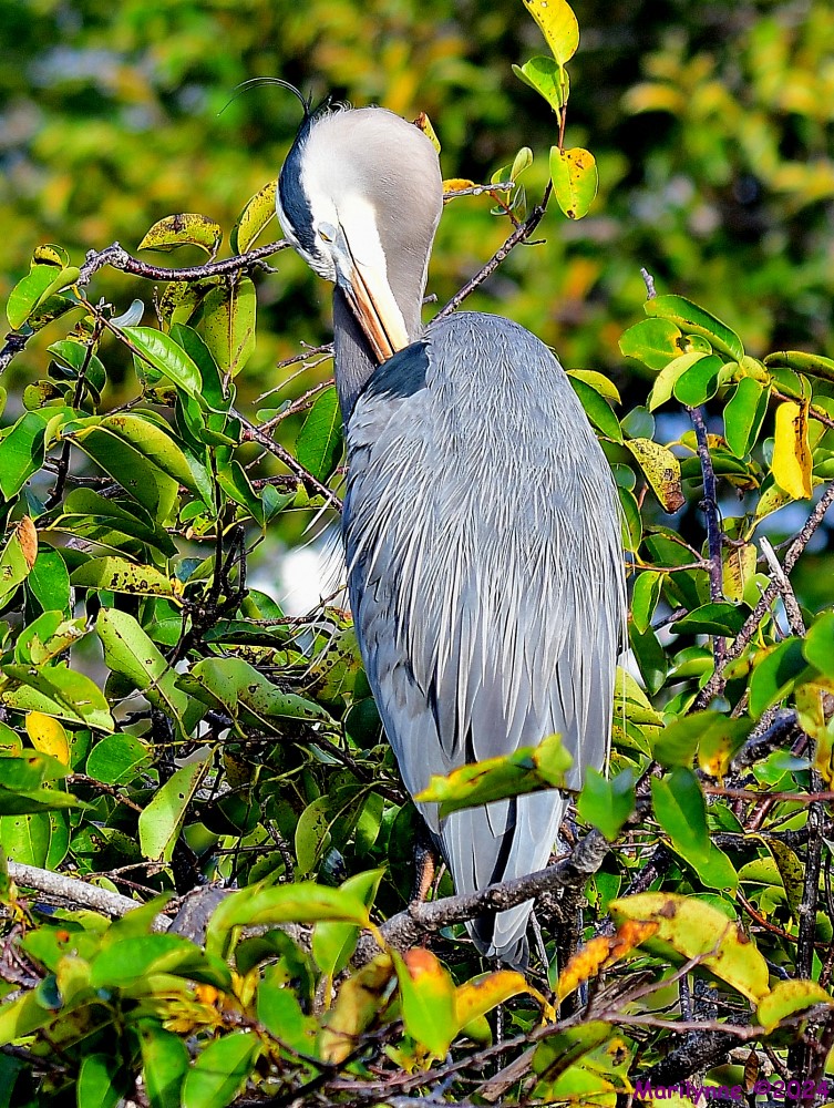 DSC_7308_001.JPG