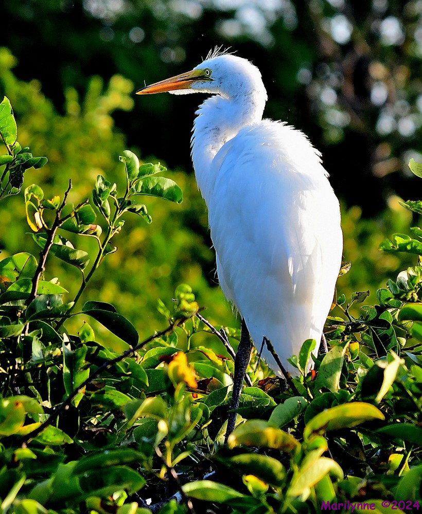 DSC_7309_001.JPG