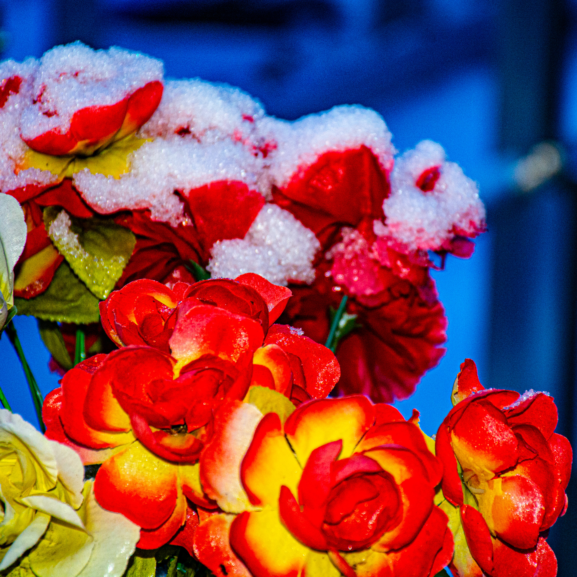 DSC_7310-2.jpg