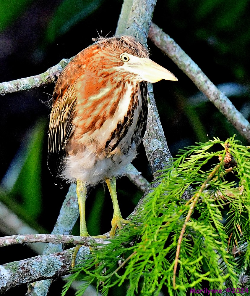 DSC_7313_001.JPG