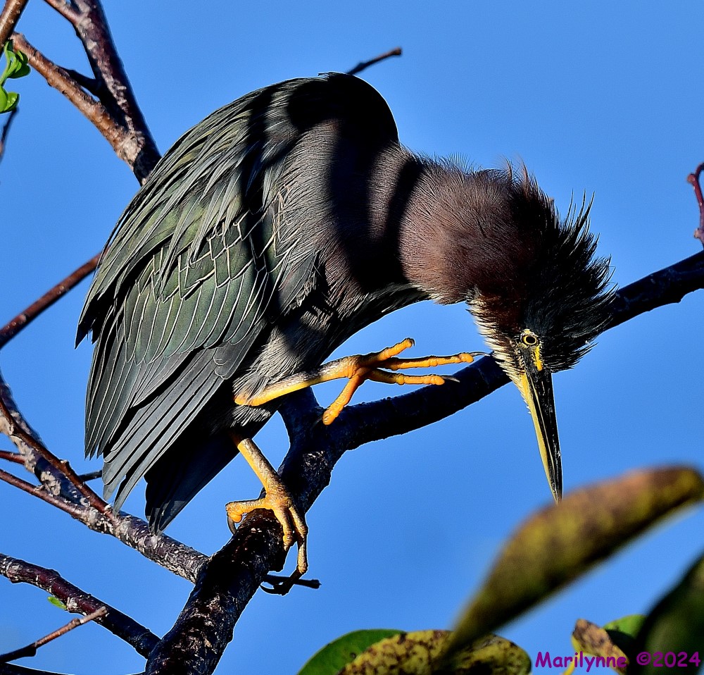 DSC_7315_001.JPG