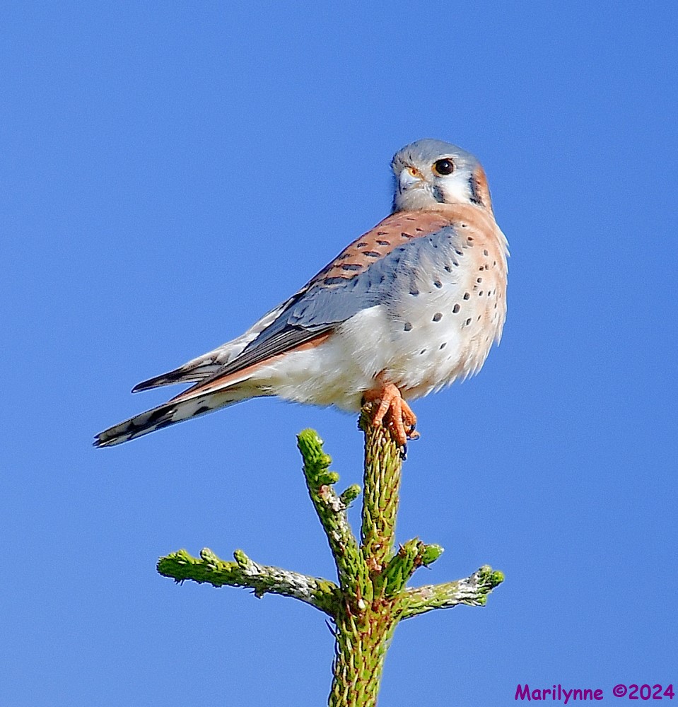 DSC_7316_001.JPG
