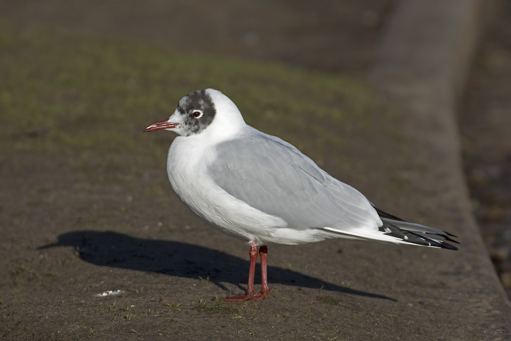 DSC_7319.jpg