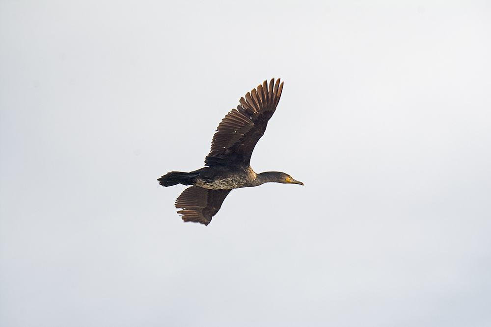 DSC_7320.jpg