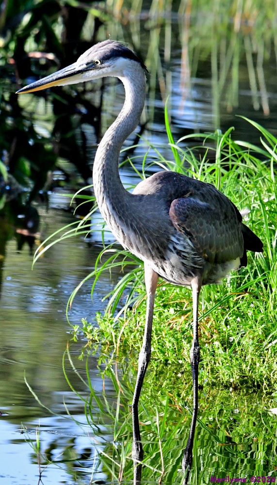 DSC_7320_001.JPG