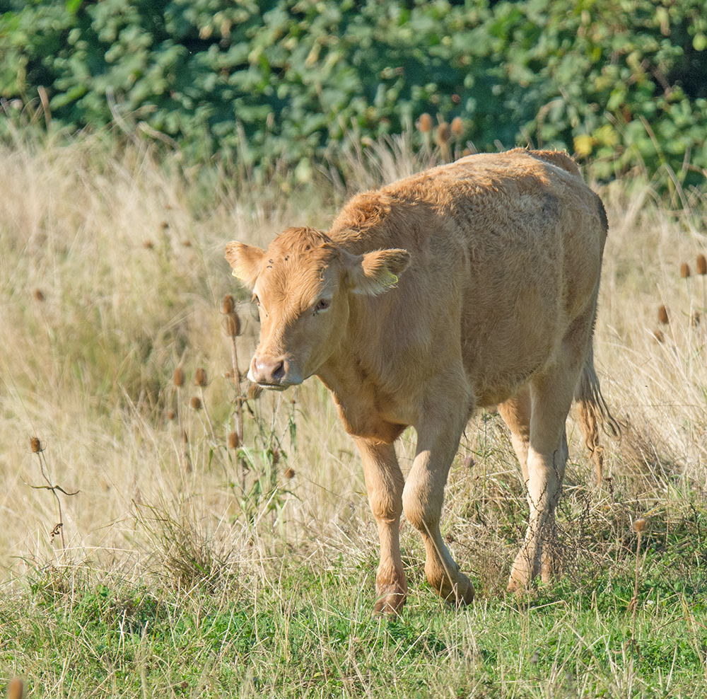 DSC_7321.jpg