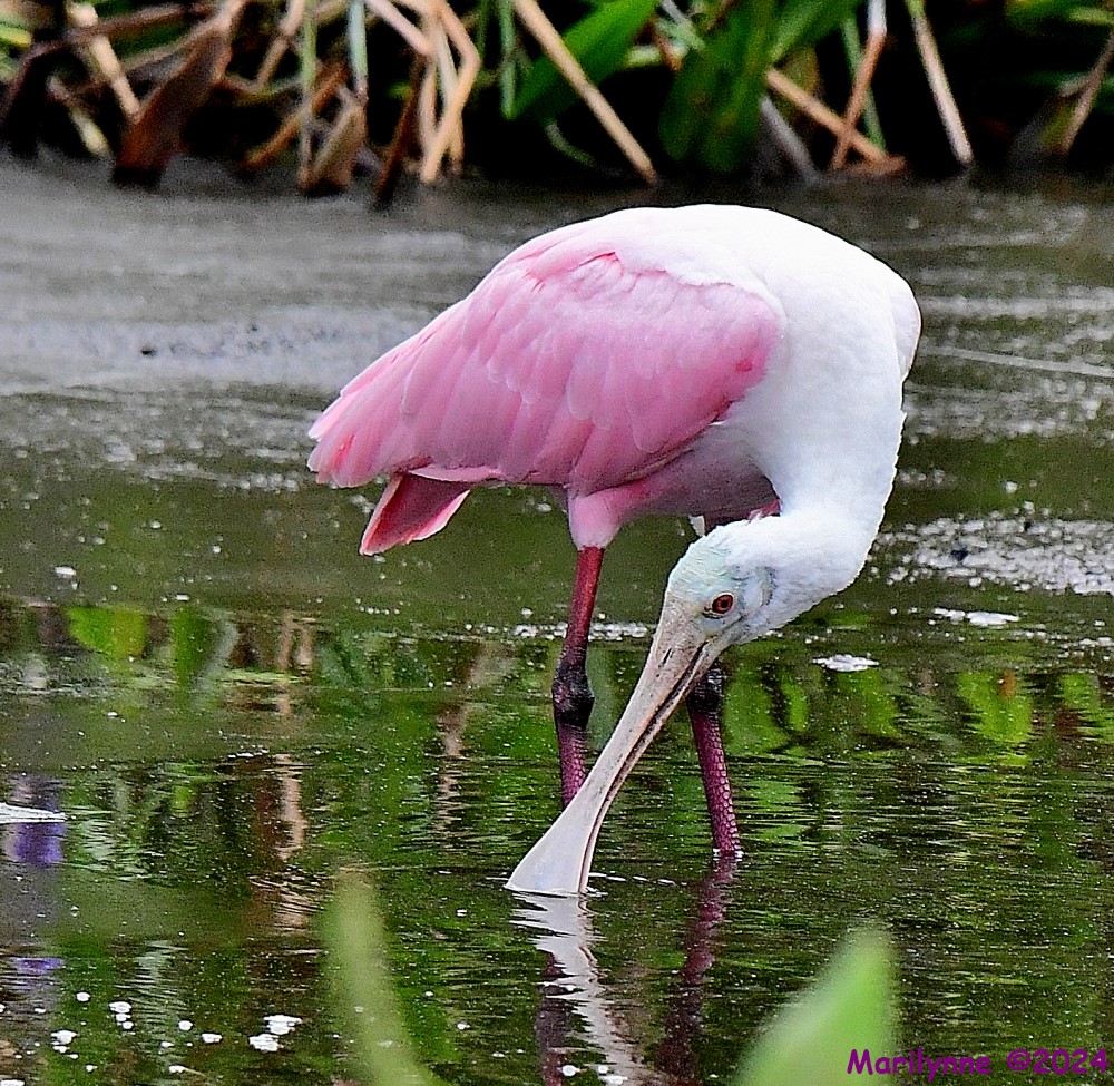 DSC_7321_001.JPG