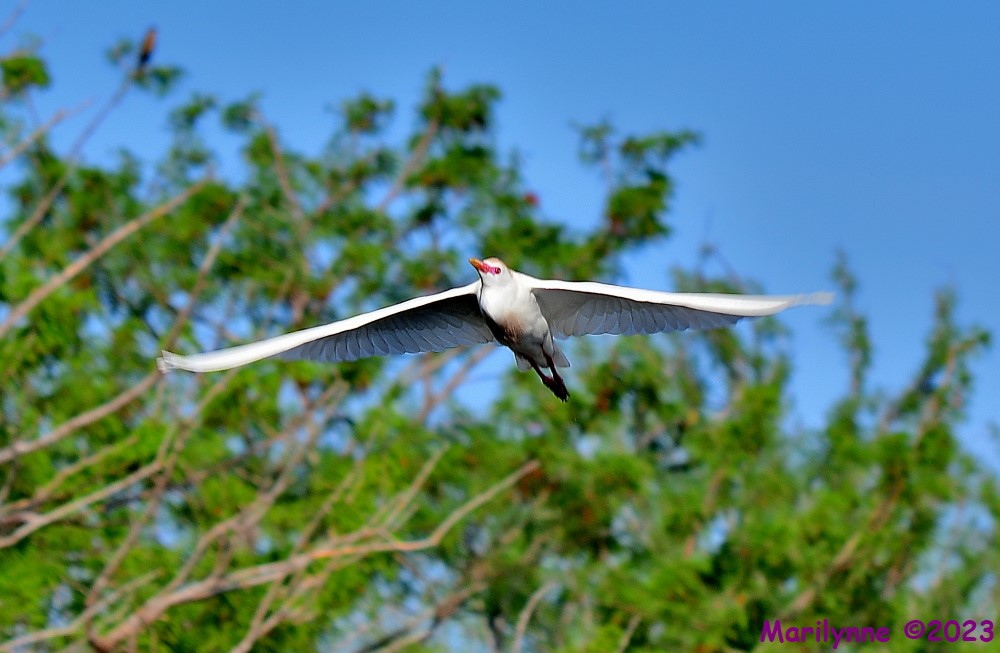DSC_7323_001.JPG