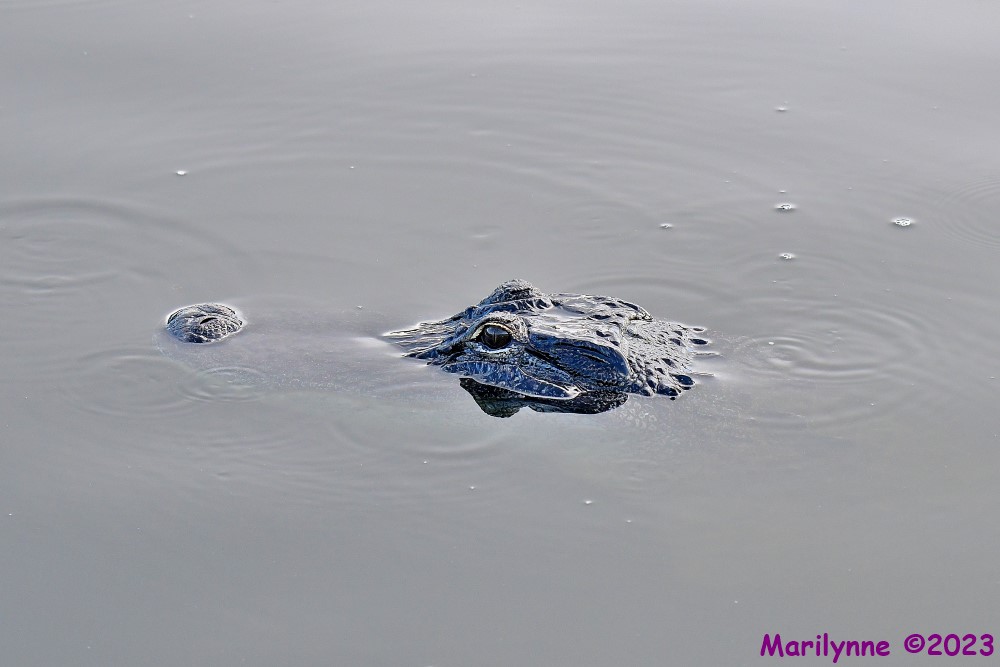 DSC_7323_001.JPG