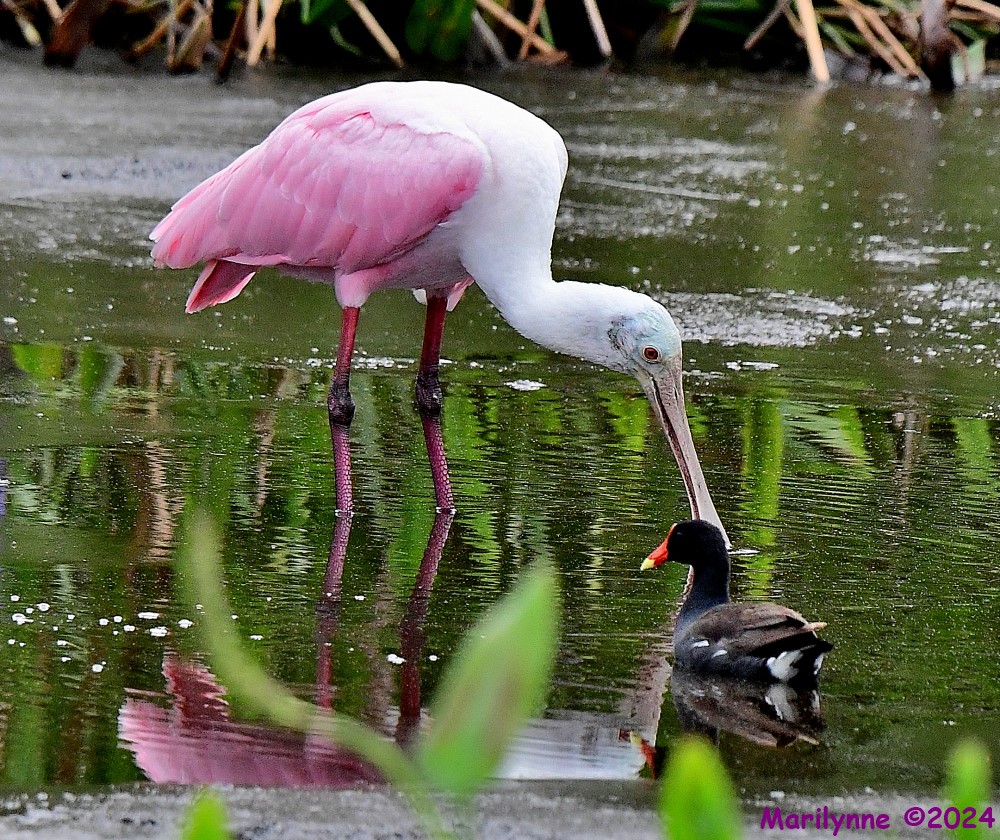 DSC_7324_001.JPG