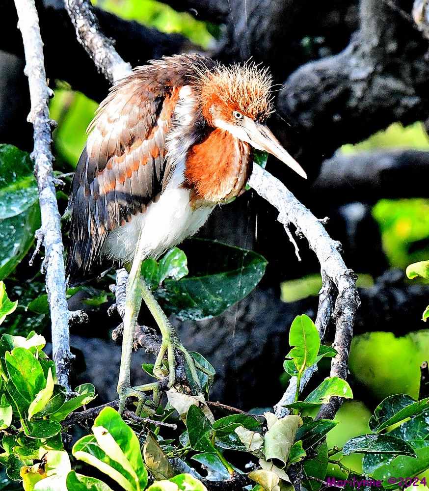 DSC_7325_001.JPG