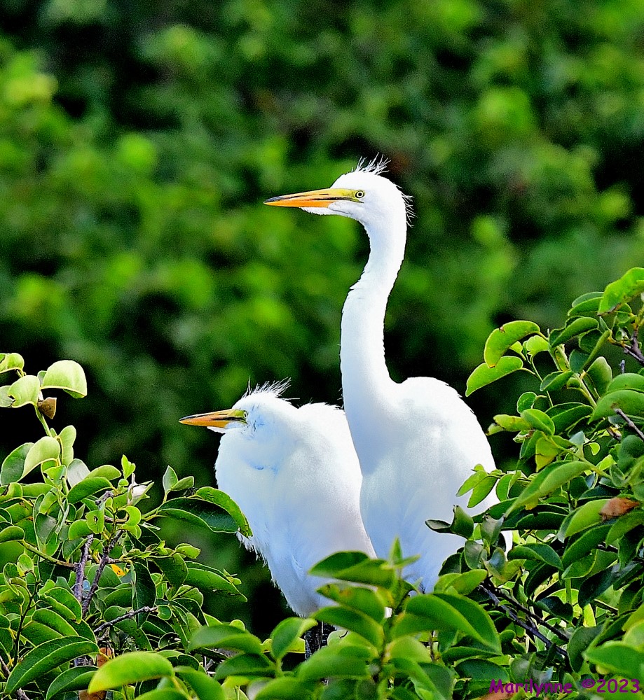 DSC_7326_001.JPG