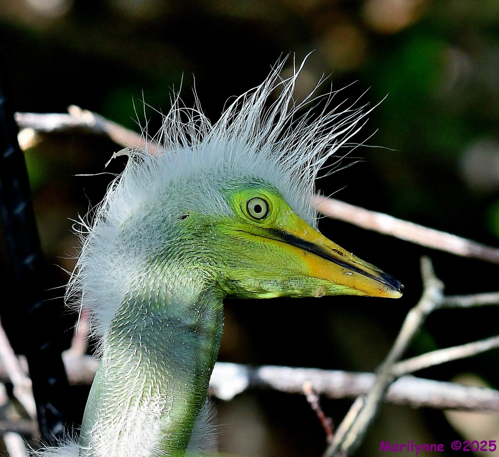 DSC_7329_001.JPG