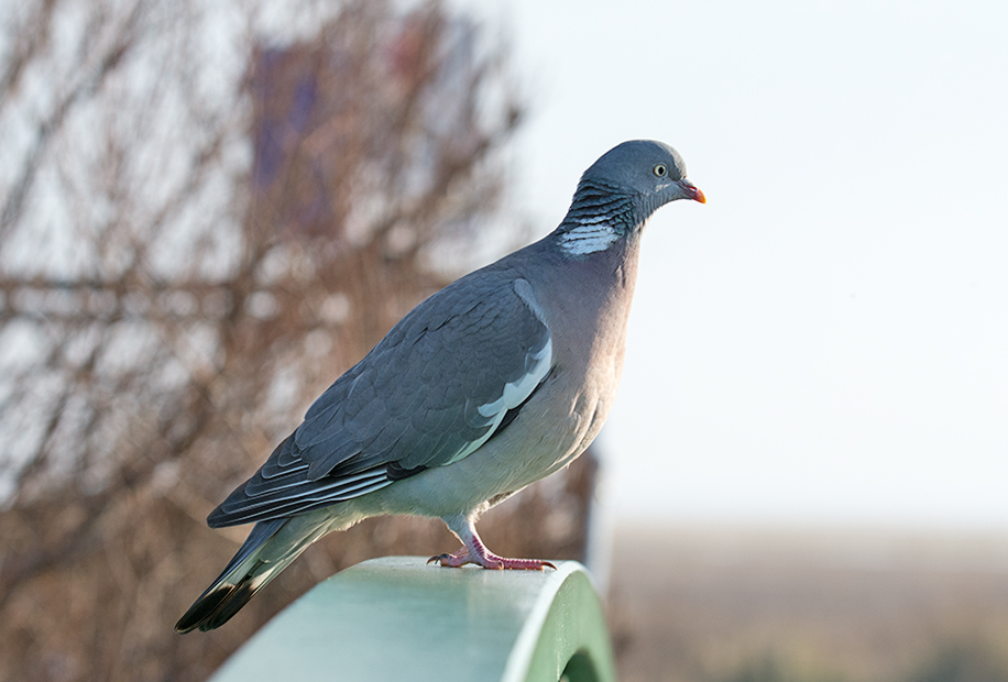 DSC_7330.jpg