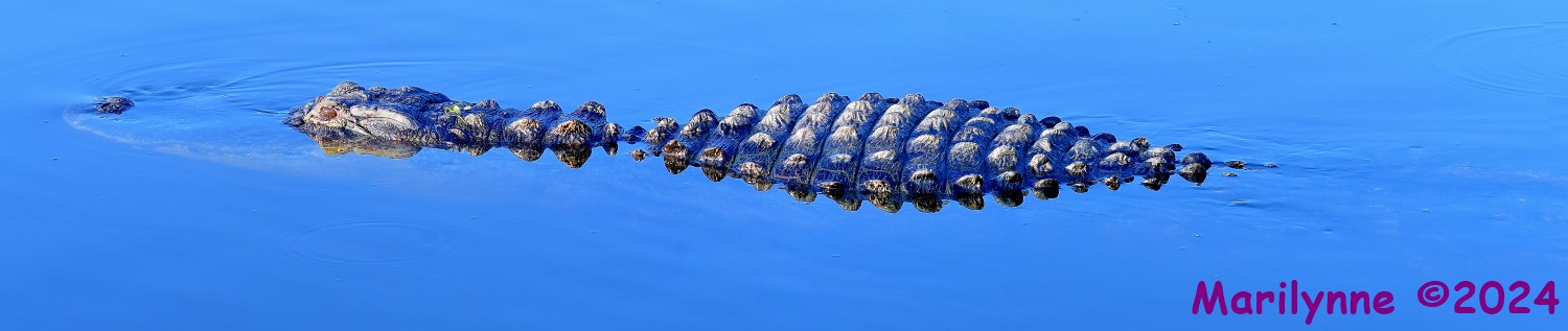 DSC_7330_stitch4_001.JPG