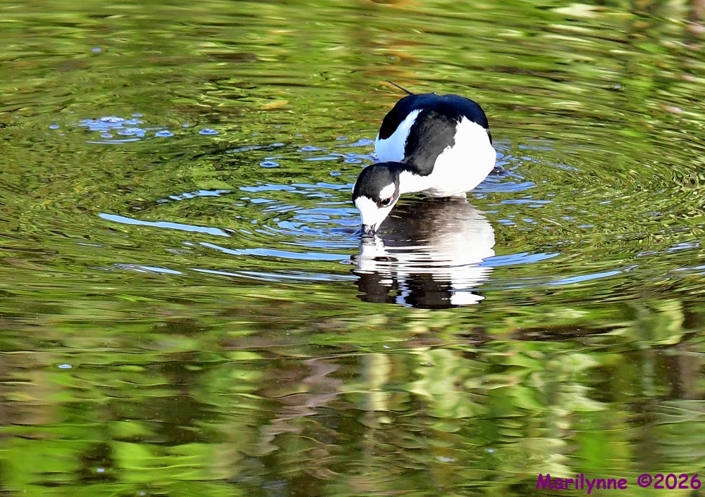 DSC_7331_001.JPG