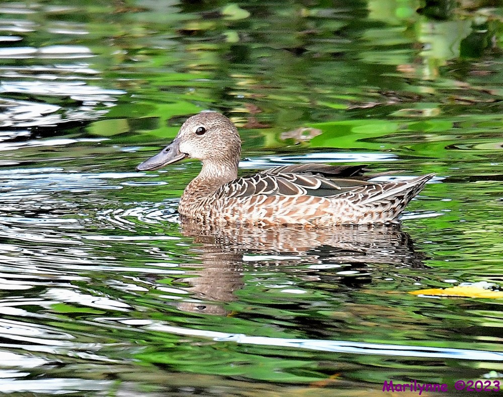 DSC_7334_001.JPG