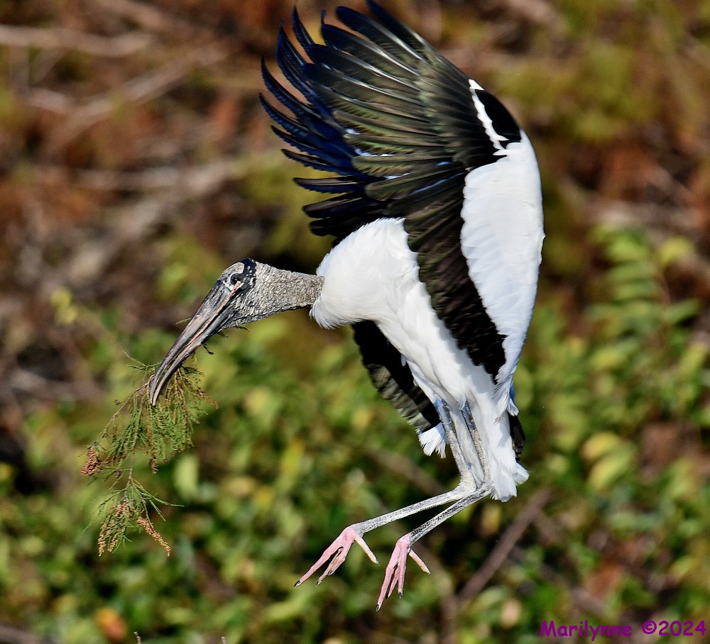 DSC_7334_001.JPG