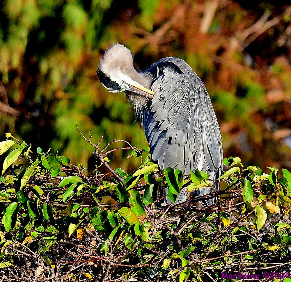 DSC_7334_001.JPG