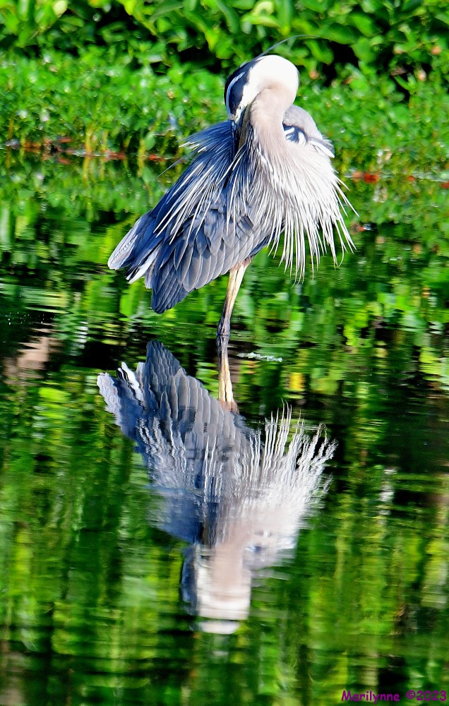 DSC_7335_001.JPG