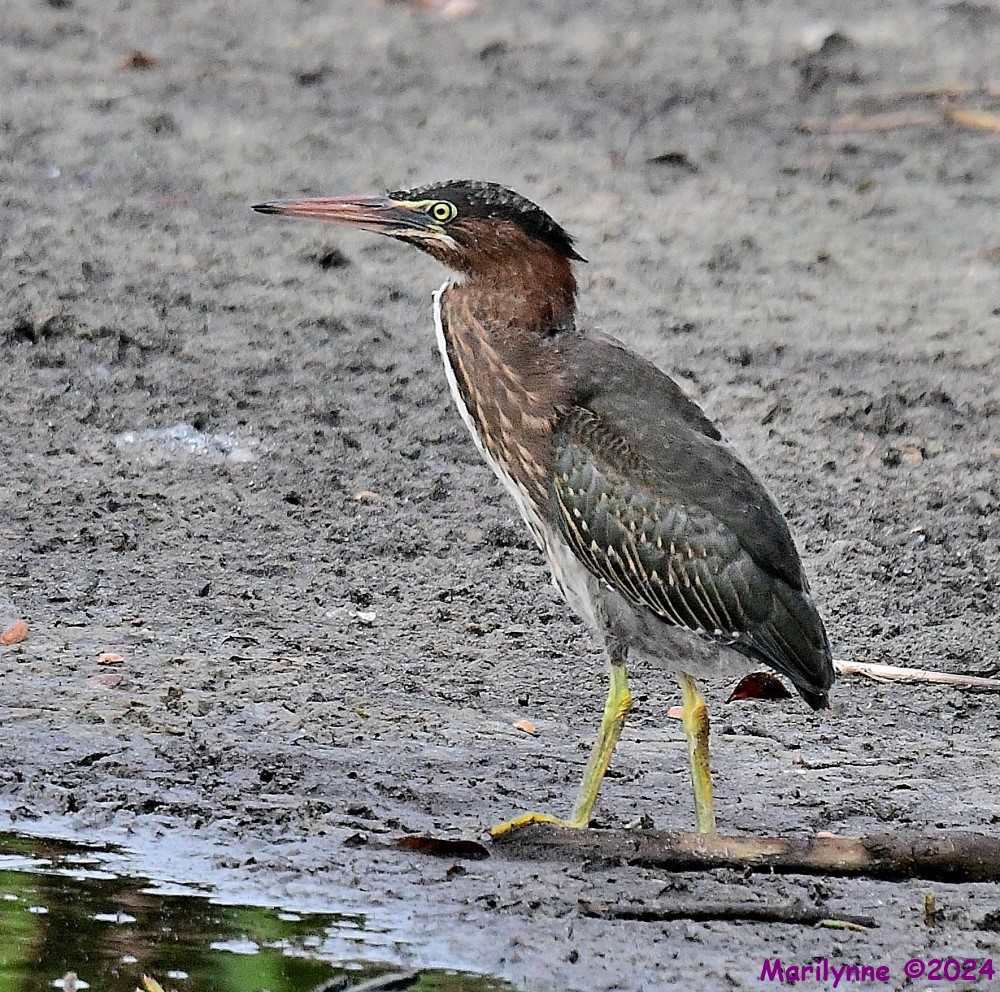 DSC_7335_001.JPG