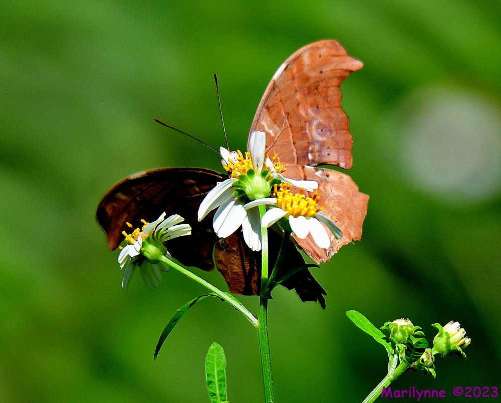 DSC_7337_001.JPG
