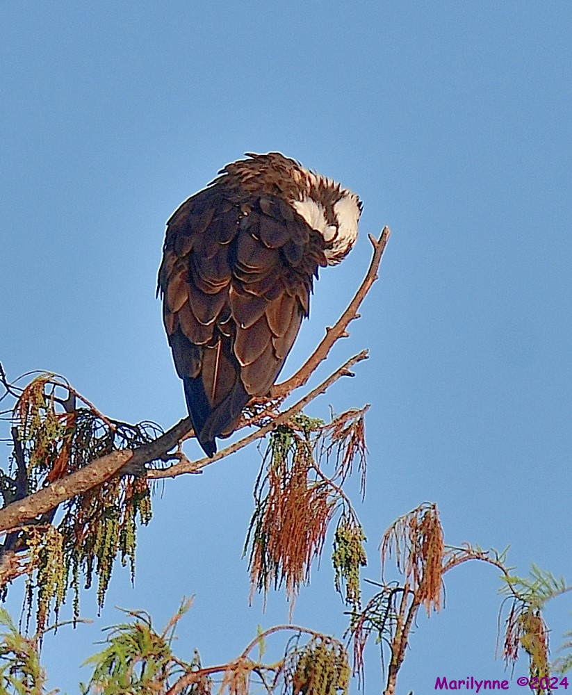 DSC_7337_001.JPG