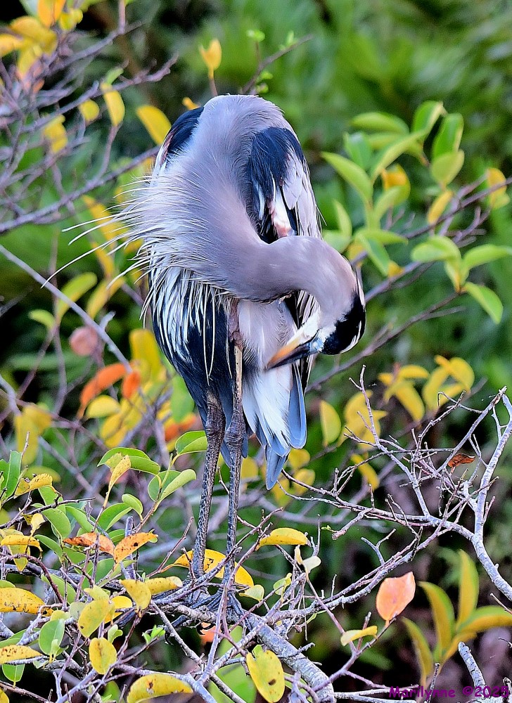 DSC_7338_001.JPG