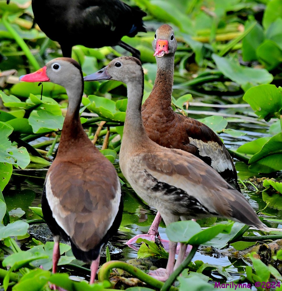 DSC_7339_001.JPG