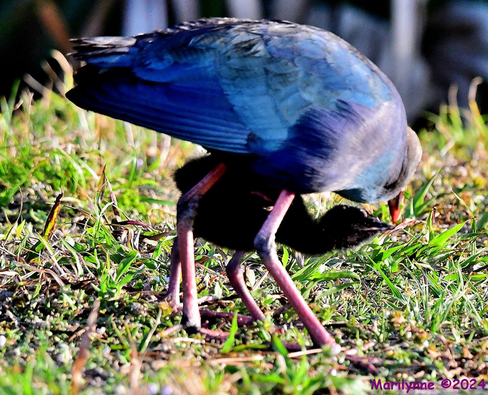DSC_7343_001.JPG