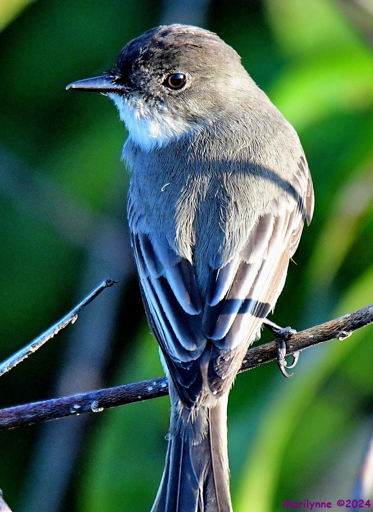 DSC_7345_001.JPG