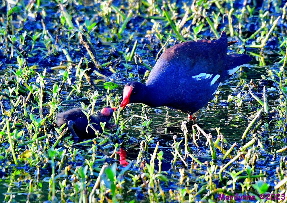 DSC_7346_001.JPG