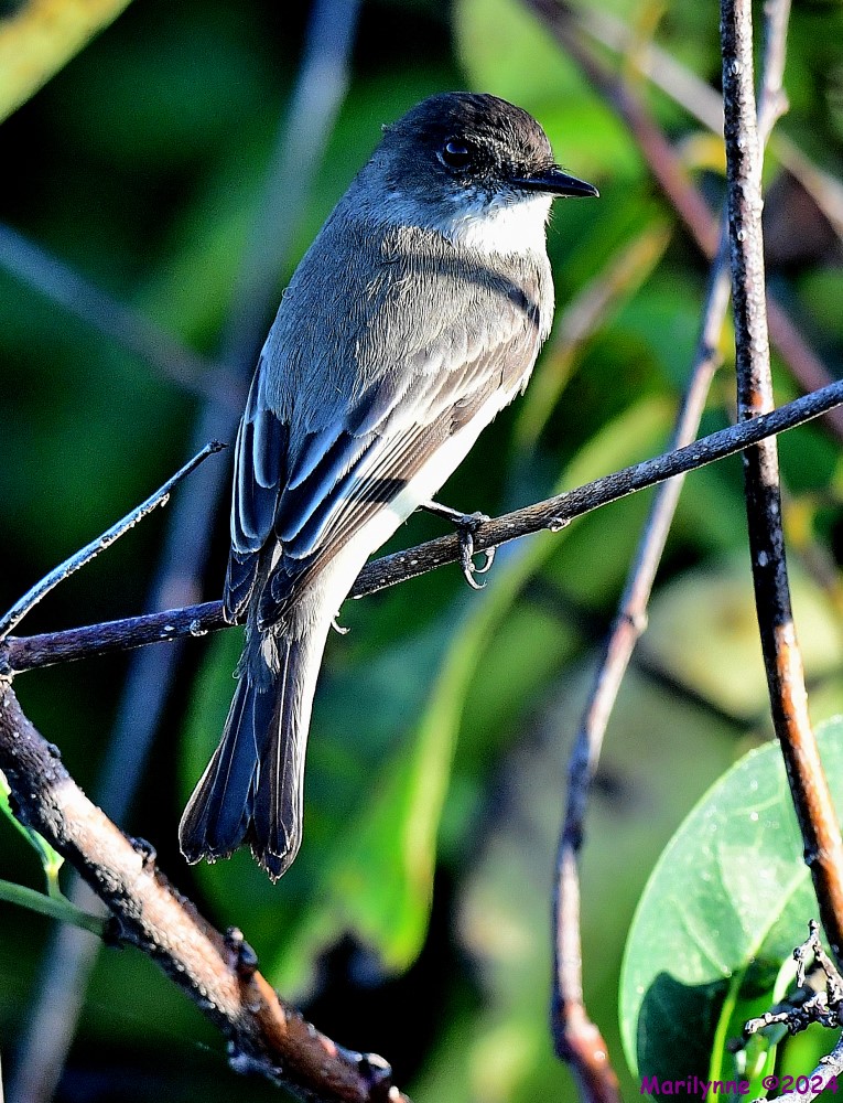 DSC_7346_001.JPG