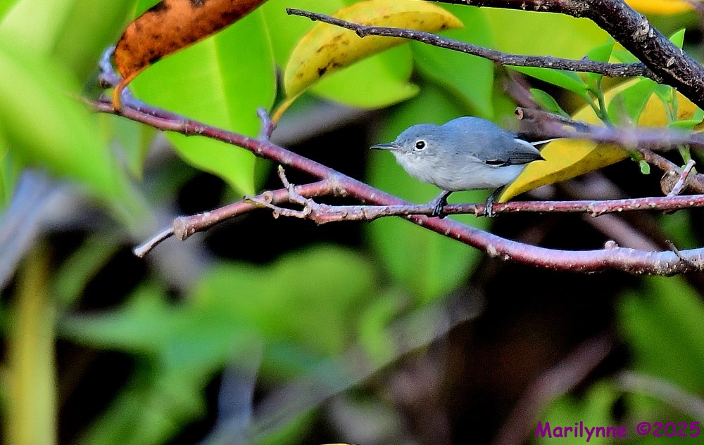 DSC_7347_001.JPG
