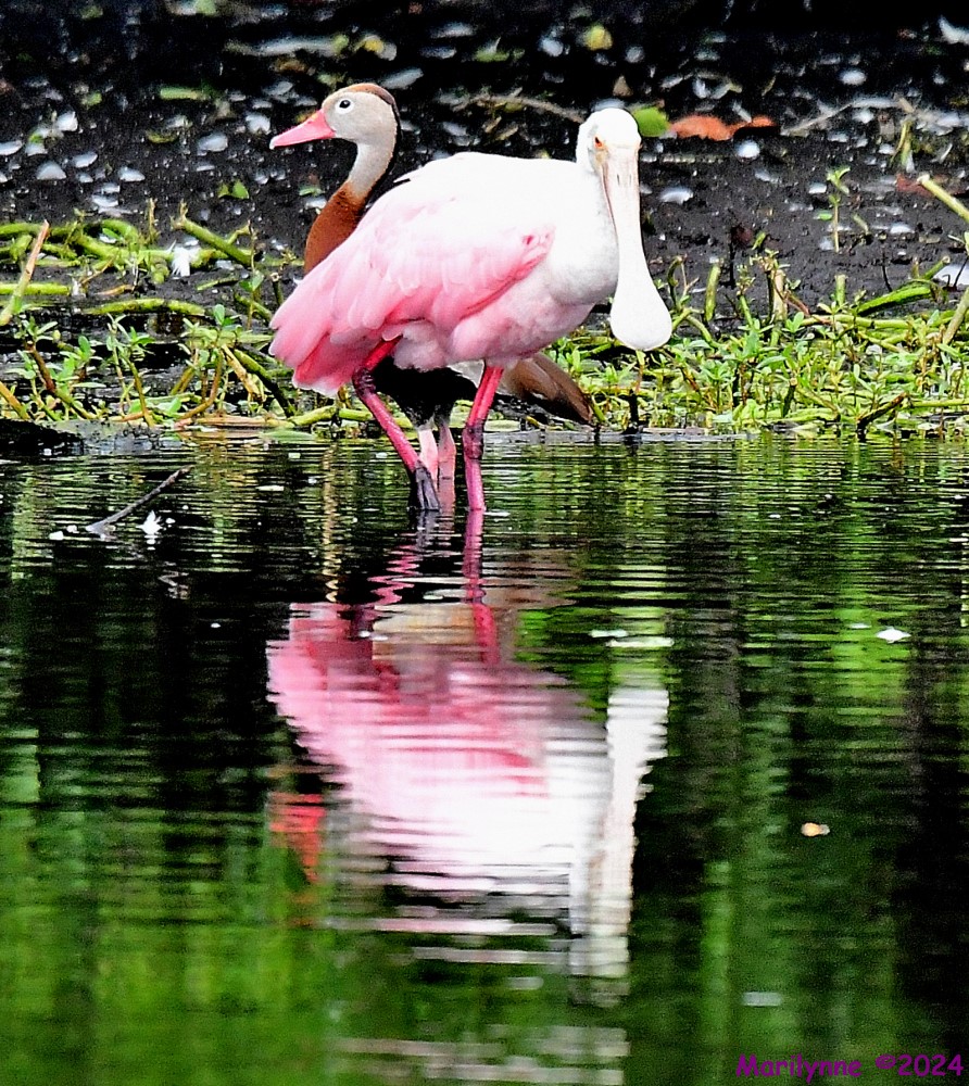 DSC_7348_001.JPG