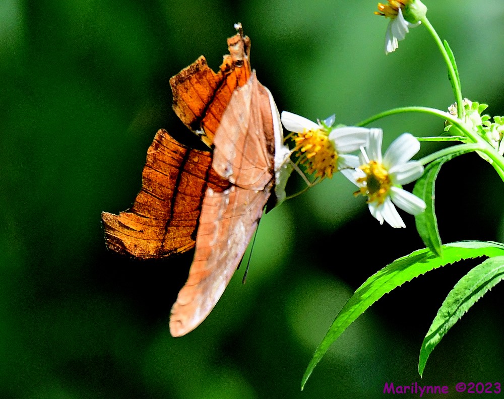 DSC_7349_001.JPG