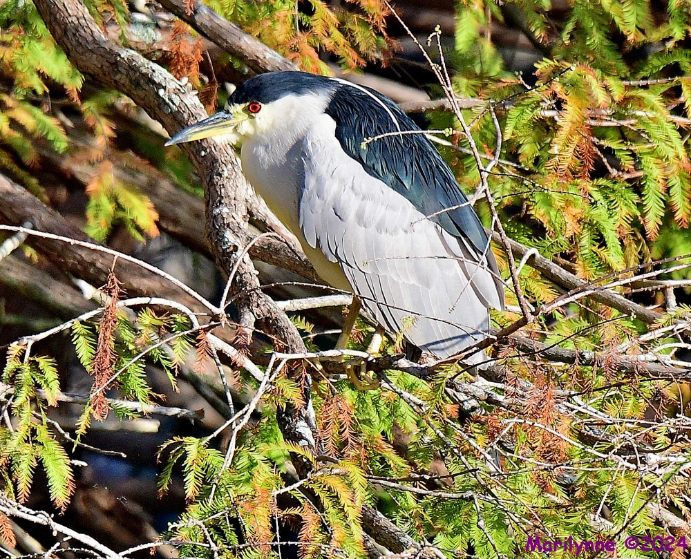 DSC_7352_001.JPG