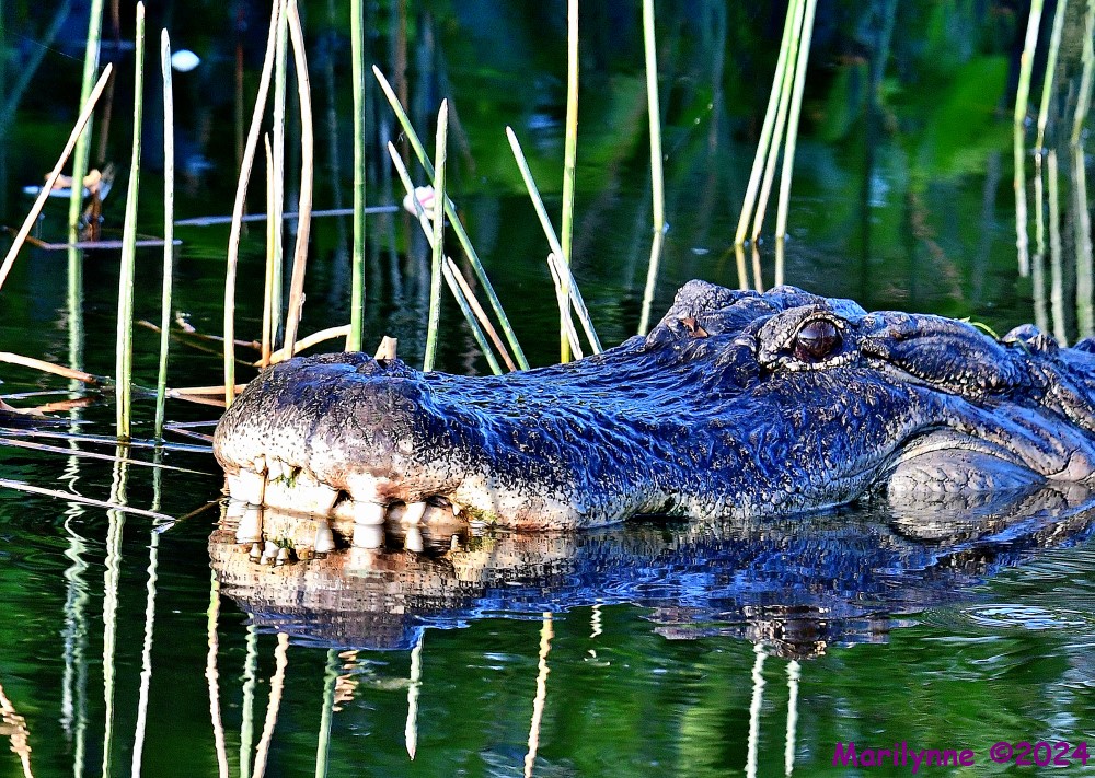 DSC_7353_stitch5_001.JPG