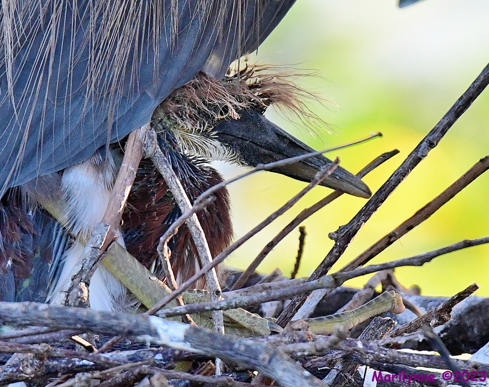 DSC_7356_001.JPG