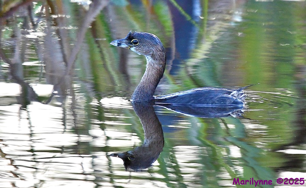 DSC_7356_001.JPG